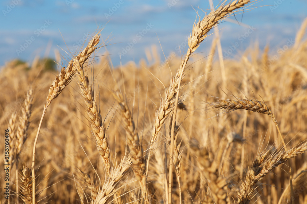Obraz premium Golden wheat ears growing in field under blue sky, closeup