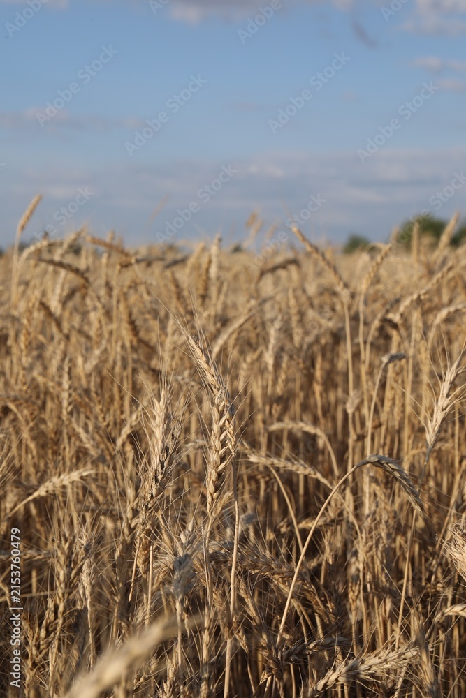 Obraz premium Golden wheat ears growing in field under blue sky, closeup