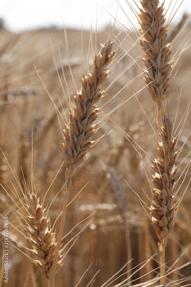 Obraz premium Golden wheat spikes growing in field, closeup