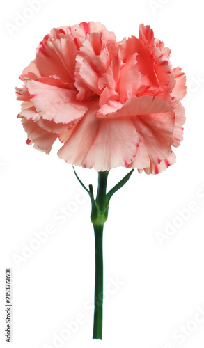 Foto Beautiful red carnation flower isolated on white