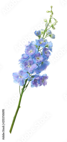 Quadro su tela Beautiful blue delphinium flowers isolated on white
