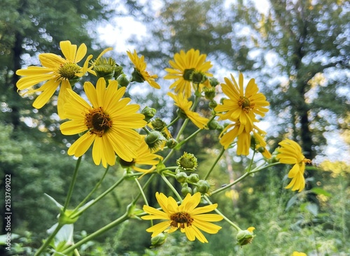 Blooming marsh vegetation in a summer forest