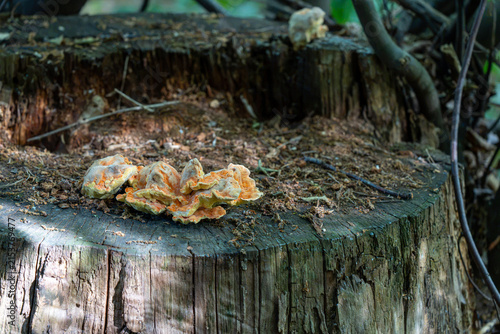 Konstfotografi Close-up shot of vibrant orange bracket mushroom fungus growing on a weather-worn tree stump in a forest environment