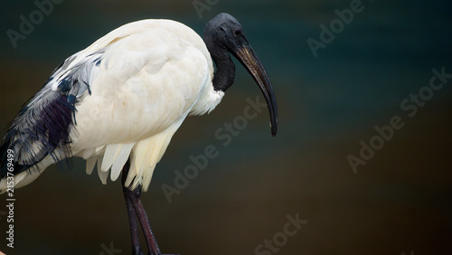 Foto African sacred ibis bird standing in profile