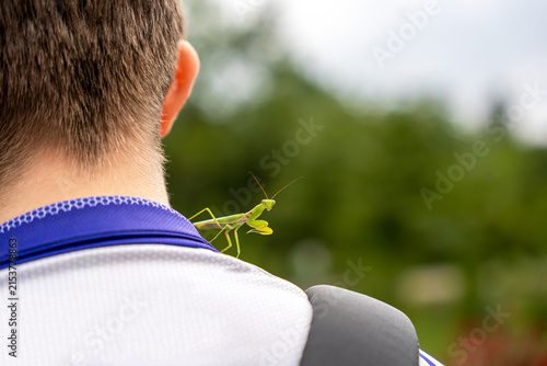 Fotografie An adult male (imago) praying mantis of the species Hierodula tenuidentata has flown onto and settled on the neck of a teenager during outdoor activity