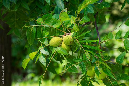  Eastern Black Walnut (Juglans nigra) fruit The green, spherical husk is thick and will turn yellow then black as it decomposes