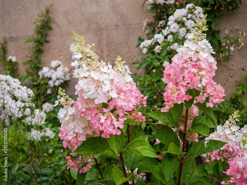 Pink and white panicle hydrangea (Hydrangea paniculata) in full bloom in a lush summer garden, with large colorful flower clusters and green foliage.
