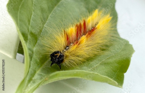 A fuzzy yellow caterpillar rests on a green leaf.