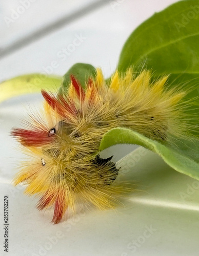 A fuzzy yellow caterpillar rests on a green leaf.