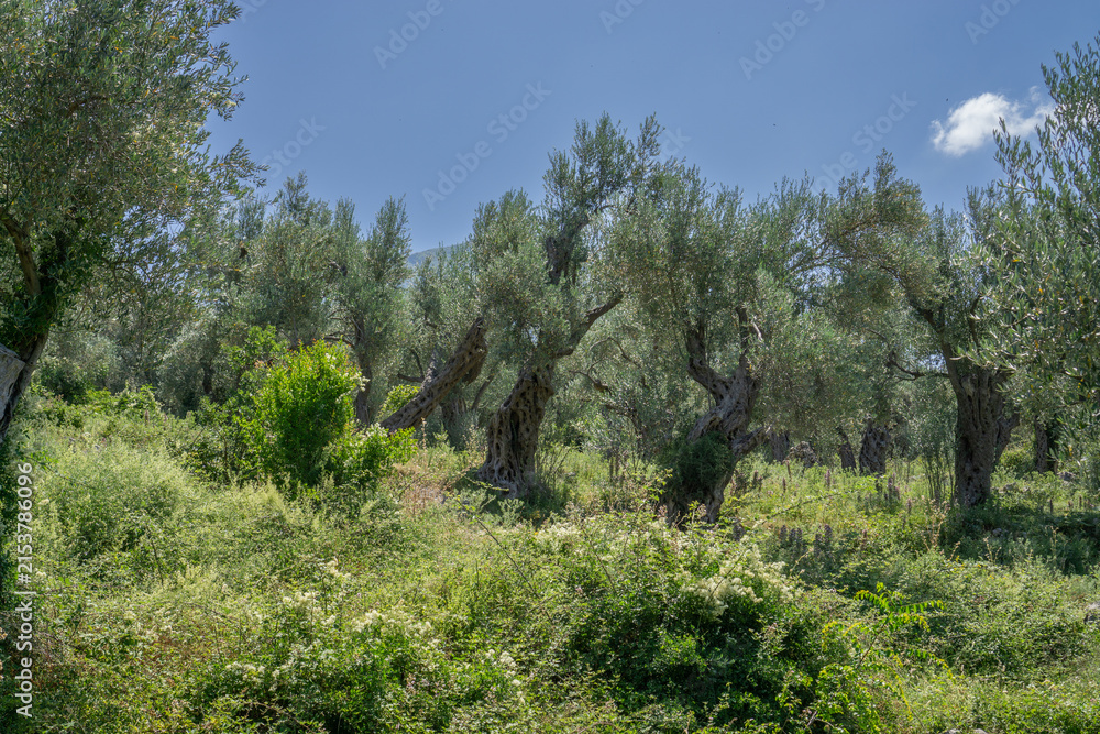 Fototapeta premium Overgrown traditional olive grove with ancient gnarled trees and wild green vegetation