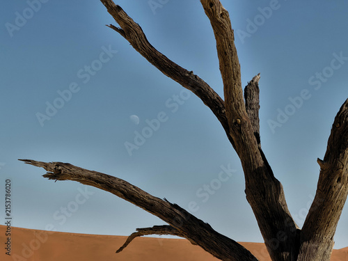 View of a dead acacia tree silhouetted against a clear blue sky with a crescent moon visible above the sand dunes of Sossusvlei, Hardap Region, Namibia.
