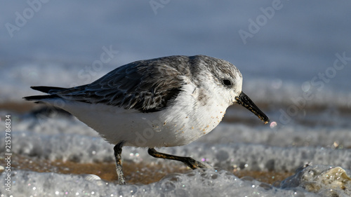 Sanderling foraging in sea foam along a sandy beach