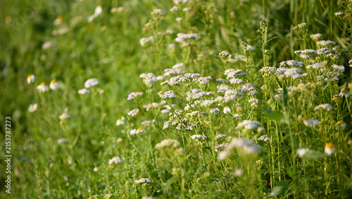 White yarrow flowers and daisies growing in green meadow grass