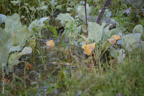 Flooded vegetable garden with cabbage plants and standing water.