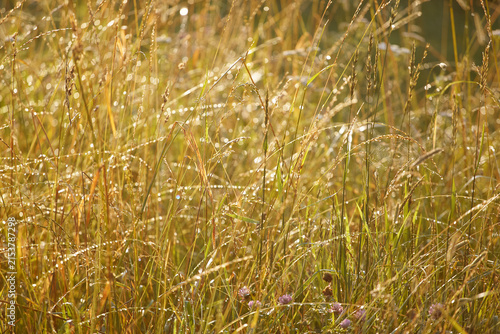Golden meadow grass covered with morning dew and spider web. Nature photography.
