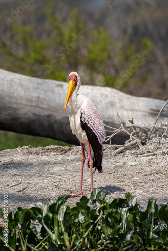 Obraz na płótnie Marabou Stork
Lake Naivasha, Kenya