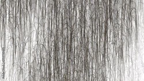 Abstract pattern of thin dark reed or grass lines on a white background, creating a light airy texture.