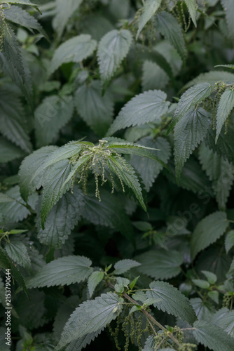 Obraz na plátně Detailed close-up of flowering stinging nettle Urtica dioica displaying green serrated leaves with stinging trichomes against a soft natural foliage background, vertical view