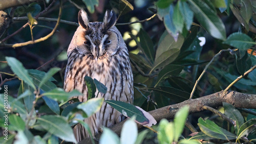Canvas Print Long-eared owl resting hidden among dense tree foliage