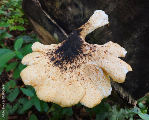 Large Dryad’s Saddle Mushroom ( Polyporus squamosus )Growing on a Weathered Tree Stump