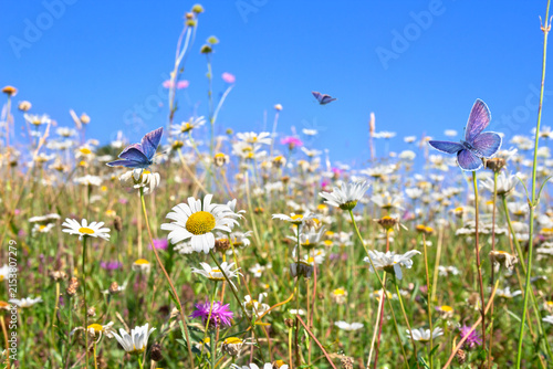 White daisies and pink cornflowers blooming in a summer meadow with blue and pink butterflies flying against a clear blue sky