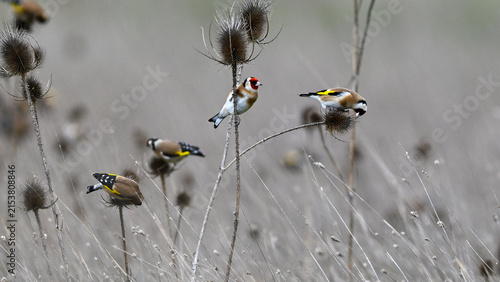 Canvas Print European goldfinches feeding on teasel seed heads in winter
