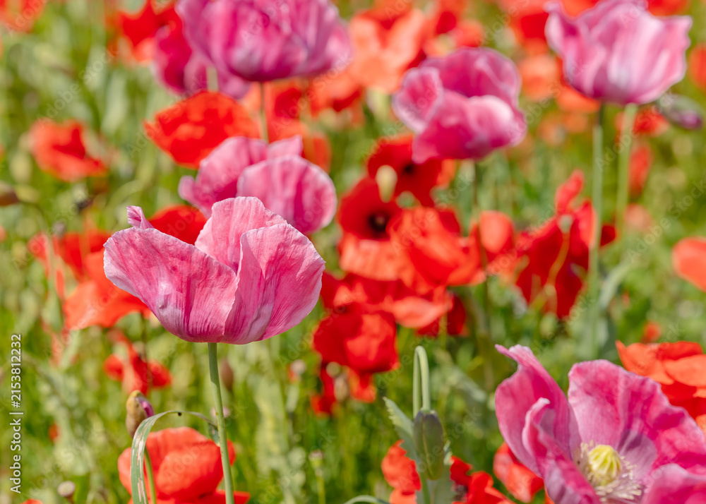 Fototapeta premium Pink Poppies Blooming Close Up in Field