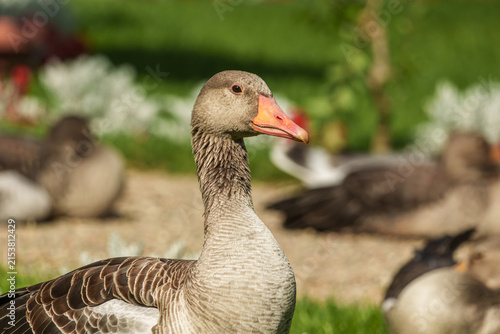Close-up portrait of a greylag goose (Anser anser) standing in a landscaped garden, with several other geese softly blurred in the background.