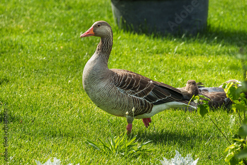 A greylag goose (Anser anser) standing on a sunlit green lawn, with another goose resting in the background and natural garden vegetation surrounding the scene.