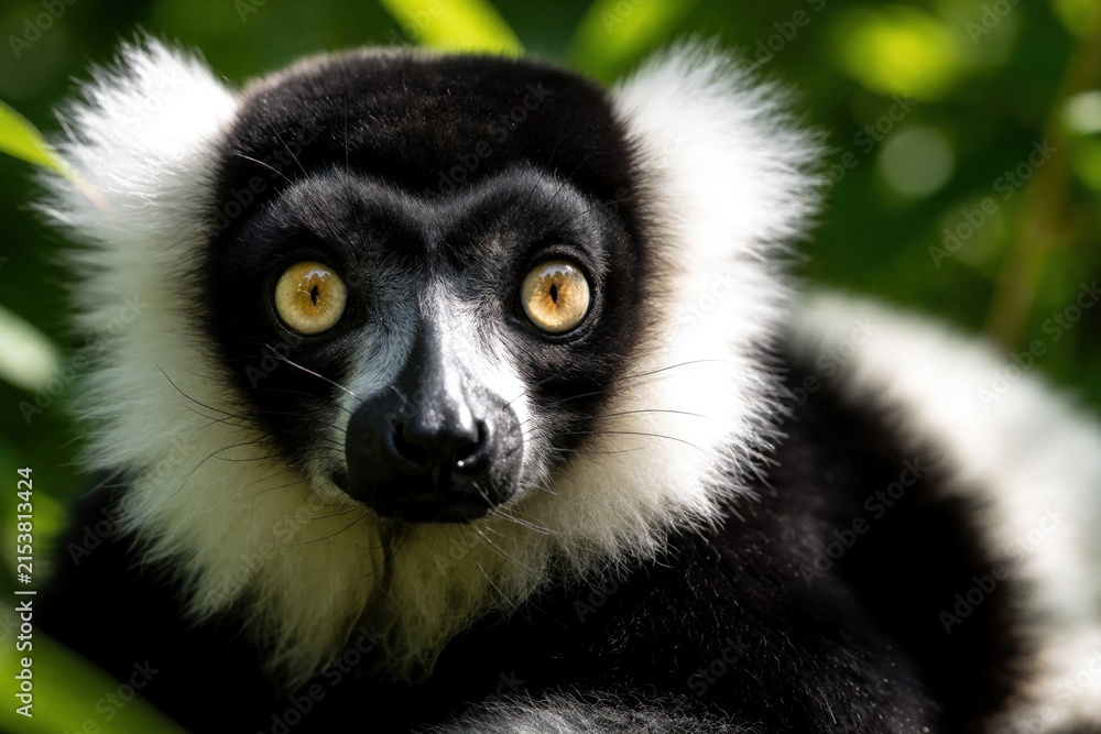 Obraz premium Black and white ruffed lemur sits in green foliage. This primate has striking yellow eyes and distinctive facial markings. It looks intently at camera. Wild animal in natural habitat.