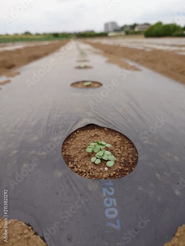 Photography A record of the Molokhia's growth