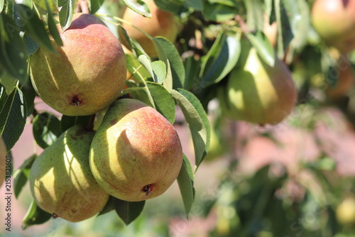 Pears Ripening on Branch - Macro Close-up