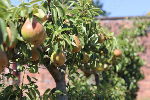 pears on tree