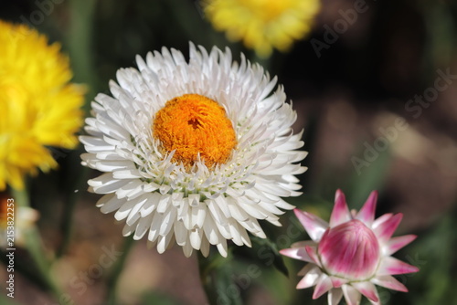 White Flower with Orange Center - Macro