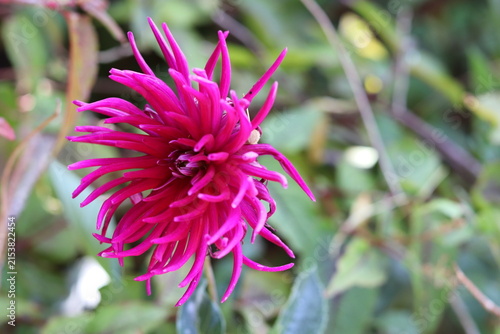 close up of a pink flower