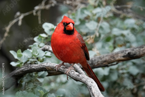 Northern Cardinal Perch