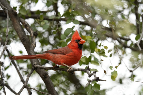 Northern Cardinal Portrait