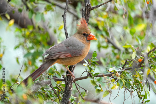 Northern Cardinal Female