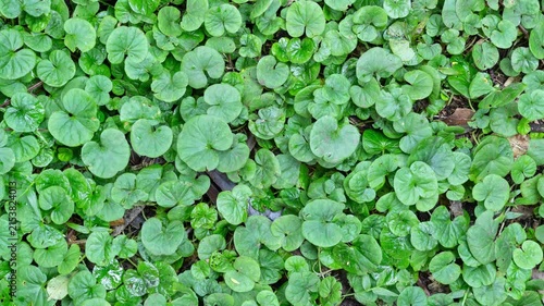 Plants in a rainforest in southeastern Brazil