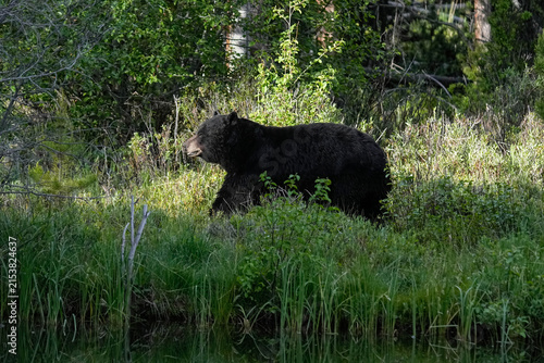 Huge Black Bear