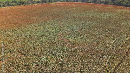 High angle aerial view of vast agricultural fields, farm meadows, and crop land captured by drone during a clear sunny day.