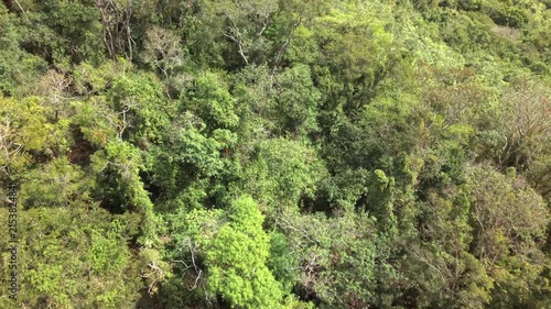 Aerial view of a brazilian rainforest in a sunny day.