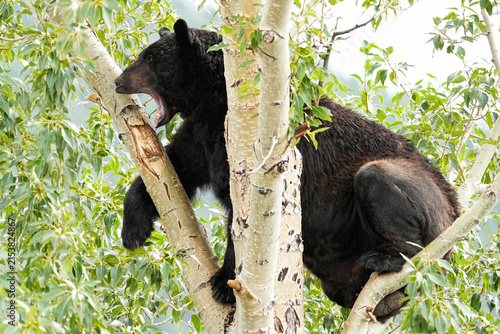 Black Bear yawning