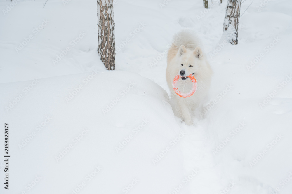 Fototapeta premium A Samoyed dog plays with a puller on a winter walk.