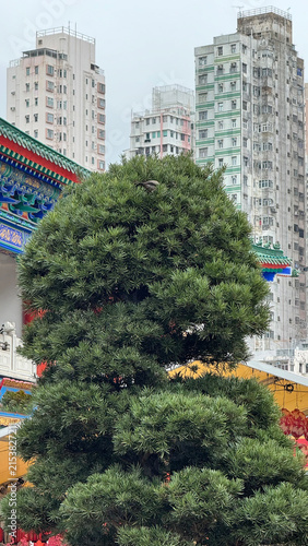 pine tree standing tall amidst urban high-rise buildings, calm and serene atmosphere from a balcony view, modern cityscape with concrete and metal structures, vibrant green and white color.