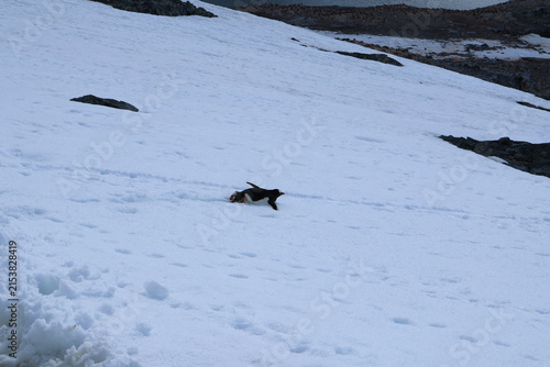 Obraz na płótnie Gentoo penguin tobogganing belly slide snow slope antarctica