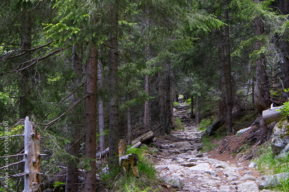 Obraz premium Rugged stone hiking path winding through a dense coniferous spruce forest (Picea abies) in the Tatra Mountains, wild woodland trail