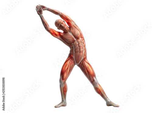 Plakat w ramie Fullbody human muscular system illustration showing a man performing a lateral side stretch pose for fitness education transparent background