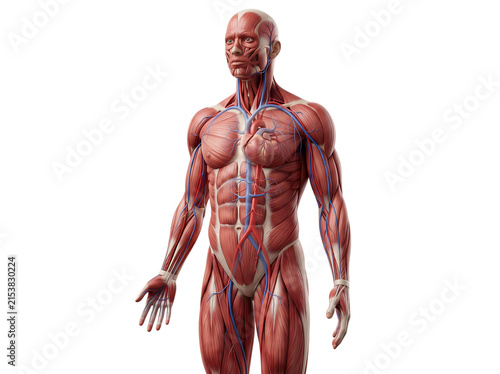 Full body human muscular and cardiovascular system medical illustration showing heart veins and arteries on isolated white background transparent background