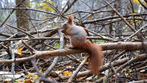 Canvas Print Wild fluffy squirrel sitting at wooden branch gnawing nuts at forest